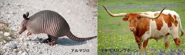 アルマジロ.jpg