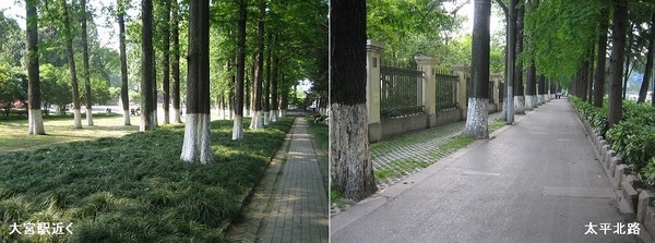 南京の街路樹.jpg