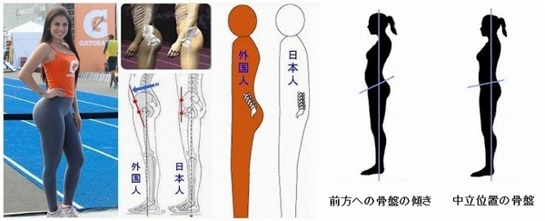 欧米人と骨盤.jpg