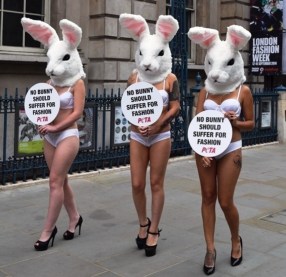 PETA 4.jpg