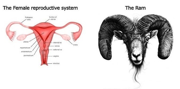 Ram.jpg